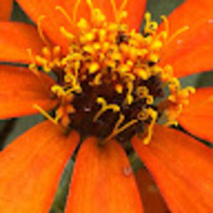 Meet your Posher, Noee